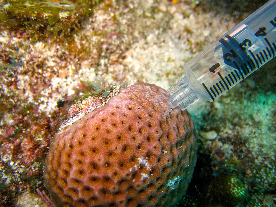 File:Sampling coral microbiome (27146437650).jpg